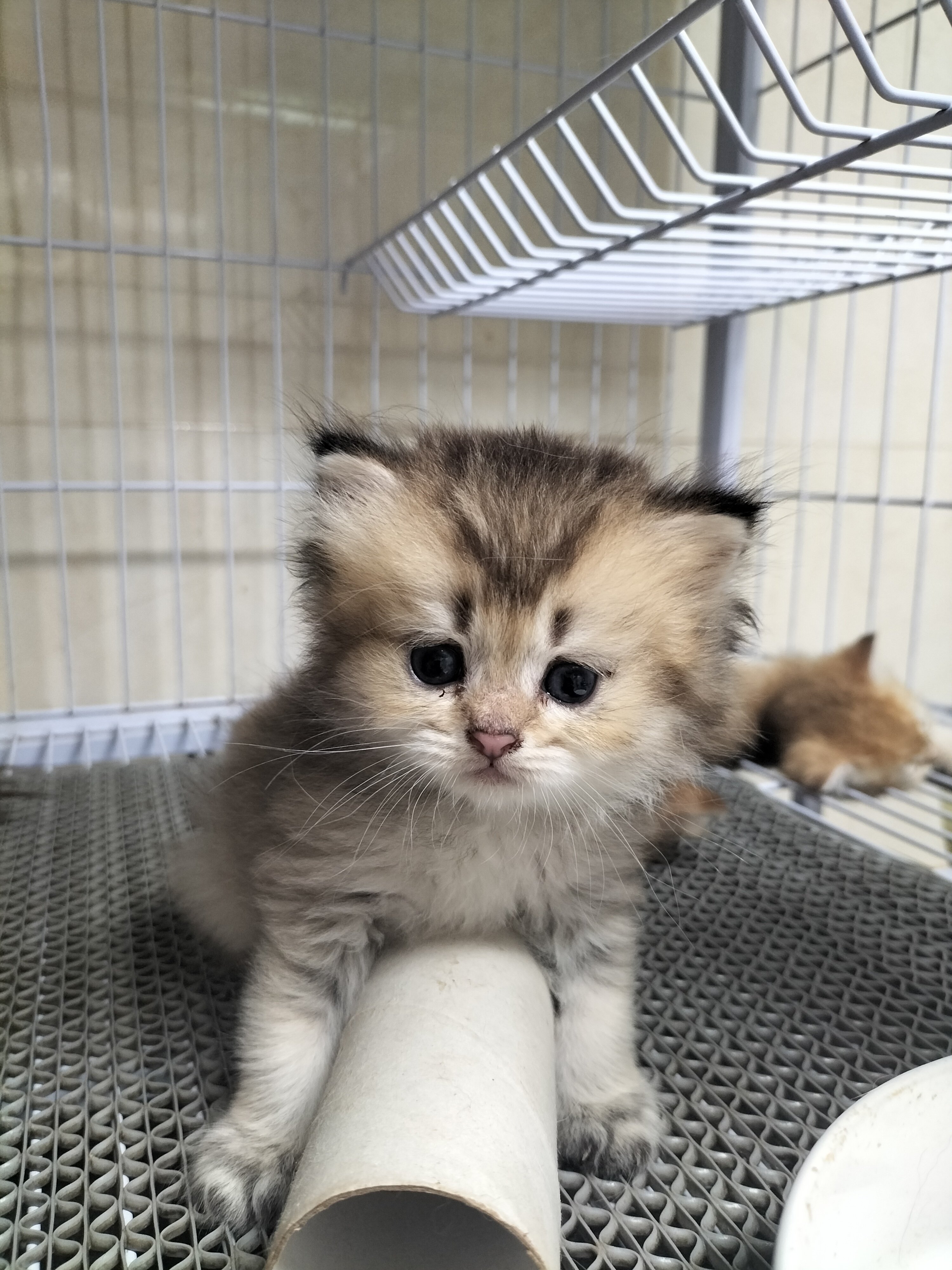 英国长毛猫